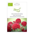 Celosia, Korallenwunder (einj�hrig)