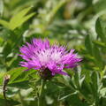 Centaurea Bright Rose, Staude, P�ppel