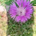 Centaurea dealbata, Centaurea dealbata