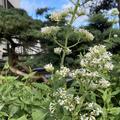 Centranthus ruber 'Albus'