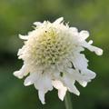 Cephalaria gigantea