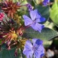 Verbena bonariensis 'Buenos Aires', Argentinisches Eisenkraut
