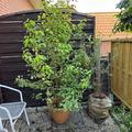 Cercidiphyllum japonicum, Lebkuchenbaum, gekauft im Fr�hling 2022
