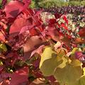 Cercis canadensis Eternal Flame, Judasbaum, BZ