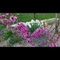 Judasbaum 'Avondale, Cercis chinensis 'Avondale