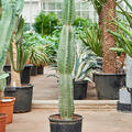 Cereus jamacaru, im 30cm Topf, H�he 120cm, Breite 20cm