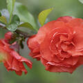 Chinesische Zierquitte 'Orange Storm'� (Chaenomeles Orange Storm�) korr