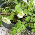Chaenomeles speciosa 'Nivalis', Chaenomeles speciosa 'Nivalis' 