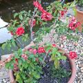 Chaenomeles speciosa 'Pink Storm'�, Chaenomeles speciosa 'Pink Storm'�