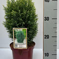 Scheinzypresse, Gartenzypresse 'Snow White'�