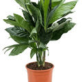 Chamaedorea metallica, Busch, im 21cm Topf, H�he 70cm, Breite 40cm