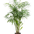 Chamaedorea seifrizii, Busch, im 24cm Topf, H�he 120cm, Breite 75cm