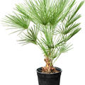 Chamaerops humilis, Busch, im 30cm Topf, H�he 90cm, Breite 65cm