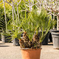 Chamaerops humilis 'Cerifera', Busch, im 40cm Topf, H�he 115cm, Breite 75cm