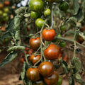 Cocktailtomate Zebranelle (Cherry Zebra) BIO