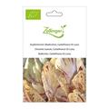 Kopfzichorie (Radicchio), Castelfranco Di Luisa