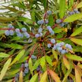 Chinesische Mahonia 'Sweet Winter', Mahonia eurybracteata Sweet Winter