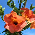Chinesische Trompetenblume mit grossen Bl�ten in Orange
