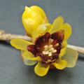 Bl�te der Chinesischen Winterbl�te