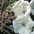 Cornus kousa chinensis grosse weisse Bl�ten