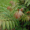 Gem�sebaum - Toona sinensis