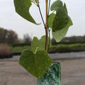 Chinesischer Mondsame (Sinomenium acutum)
