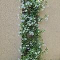 Chinesischer Sternjasmin, Trachelospermum jasminoides