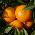 Zwergpomeranze Chinotto Reife Fr�chte