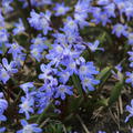 Sternhyazinthe 'Blue Giant'