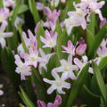 Sternhyazinthe 'Pink Giant'