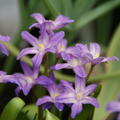 Sternhyazinthe 'Violet Beauty'�