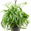 Chlorophytum Comosum 'Green Bonnie', Ampel, im 19cm Topf, H�he 40cm, Breite 40cm