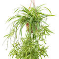 Chlorophytum comosum 'Ocean', Ampel, im 22cm Topf, H�he 60cm, Breite 65cm