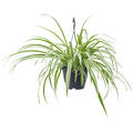 Chlorophytum comosum 'Vittatum', Ampel, im 19cm Topf, H�he 60cm, Breite 50cm