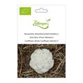 Blumenkohl, Winterblumenkohl Selektion Z