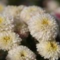 Chrysanthemum 'White Bouquet'
