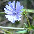 Cichorium intybus, Cichorium intybus
