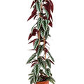 Cissus discolor, Pyramide, im 27cm Topf, H�he 150cm, Breite 40cm
