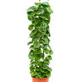Cissus rotundifolia, S�ule, im 24cm Topf, H�he 120cm, Breite 30cm