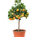Citrus (Citrofortunella) calamondin, Stamm, im 18cm Topf, H�he 55cm, Breite 30cm