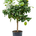 Citrus (Citrofortunella) lemon, Stamm, im 22cm Topf, H�he 75cm, Breite 45cm