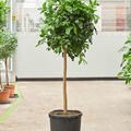 Citrus aurantifolia 'Lima Rossa', Stamm, im 38cm Topf, H�he 170cm, Breite 60cm