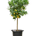 Citrus aurantifolia 'Limequat', Stamm, im 38cm Topf, H�he 170cm, Breite 60cm