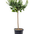 Citrus aurantium 'Chinotto', Stamm, im 38cm Topf, H�he 160cm, Breite 65cm