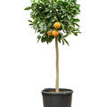 Citrus aurantium 'Corrugato', Stamm, im 38cm Topf, H�he 160cm, Breite 65cm