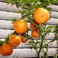 Chinotto, Citrus aurantium var. myrtifolia, die myrtenbl�ttrige Zwergpomeranze