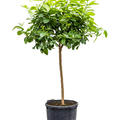Citrus lemon, Stamm, im 38cm Topf, H�he 160cm, Breite 65cm