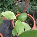 Rote Rangpur Limette, bisher 2 Fr�chte, Citrus limonia