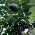Gr�ne Gl�hwein Zitrone Frucht, Gl�hweinzitrone, Rote Zitrone, Citrus limonimedica pigmentata