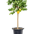 Citrus medica, Stamm, im 38cm Topf, H�he 160cm, Breite 65cm